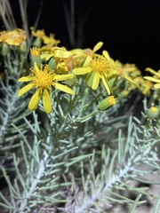 Senecio warnockii