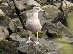 Larus argentatus