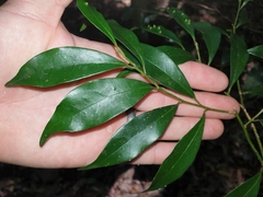 Cryptocarya meisneriana