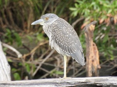 Nyctanassa violacea