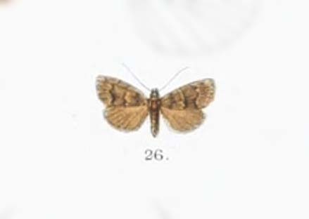 Cophanta