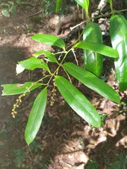 Ripogonum discolor