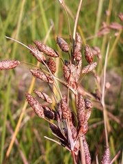 Fimbristylis castanea