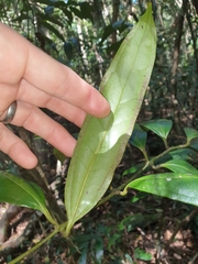 Ripogonum discolor
