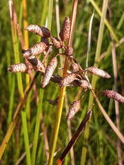 Fimbristylis castanea