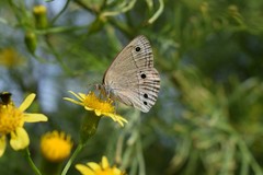 Stegosatyrus periphas