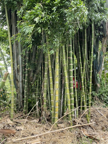 Guadua angustifolia - Whole tree