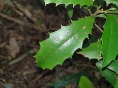 Polyosma cunninghamii