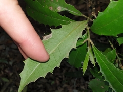 Polyosma cunninghamii