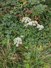 Heracleum sphondylium