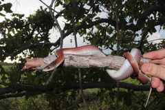 Pseudoboa neuwiedii