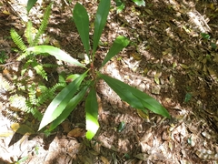 Anopterus macleayanus