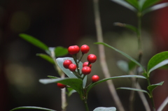 Skimmia