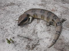 Tiliqua occipitalis