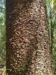 Araucaria cunninghamii