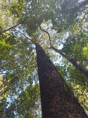 Araucaria cunninghamii
