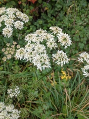 Heracleum sphondylium