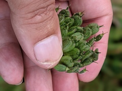 Heracleum sphondylium
