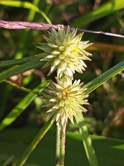 Cyperus brevifolioides