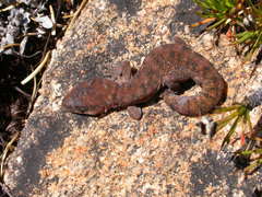 Diplodactylus lateroides