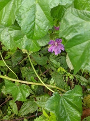 Malva sylvestris