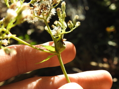 Asphondylia eupatorii