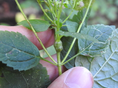 Asphondylia eupatorii