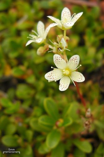 Prickly Saxifrage