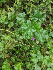 Malva sylvestris
