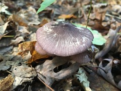 Entoloma violaceum