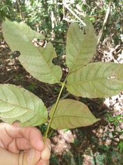 Ackama paniculosa