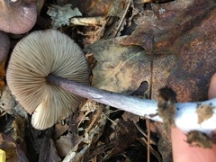 Entoloma violaceum