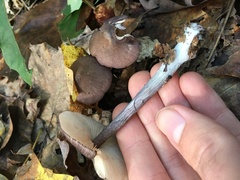Entoloma violaceum