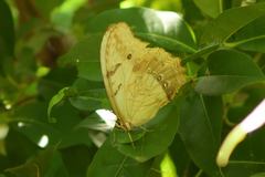 Morpho polyphemus polyphemus