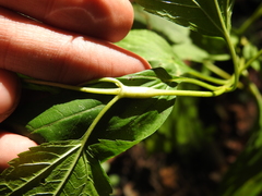 Neolasioptera eupatorii