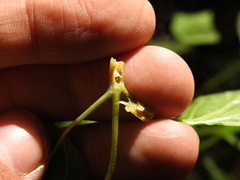 Neolasioptera eupatorii