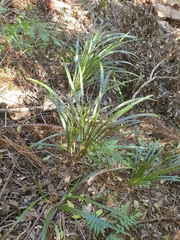 Dianella caerulea assera