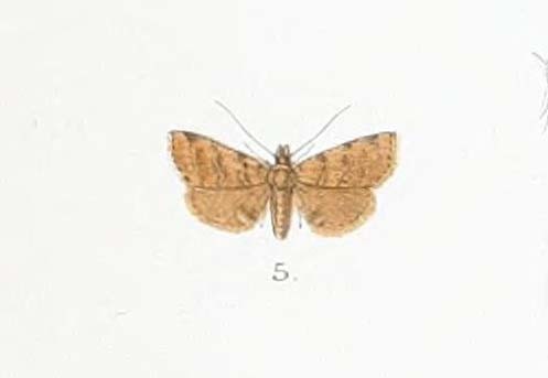 Chusaris retatalis