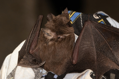 Choeroniscus godmani