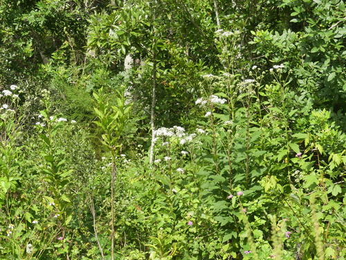 Verbesina virginica image