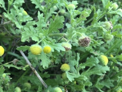 Grangea maderaspatana