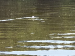 Crocodylus moreletii