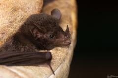 Hylonycteris underwoodi
