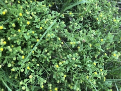 Grangea maderaspatana