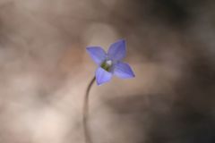 Wahlenbergia gracilenta