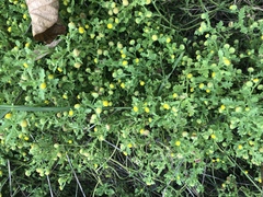 Grangea maderaspatana