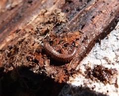 Cleidogona