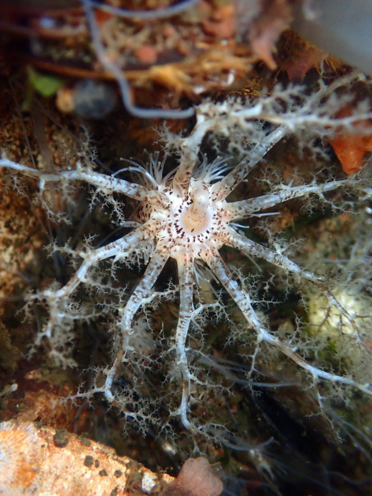 peppered sea cucumber