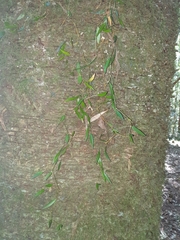 Dendrobium pugioniforme