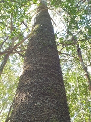Dendrobium pugioniforme